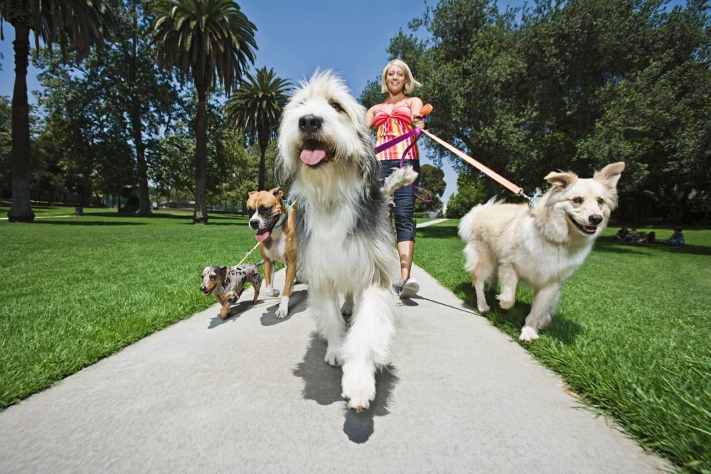 Girl going on walk with dogs