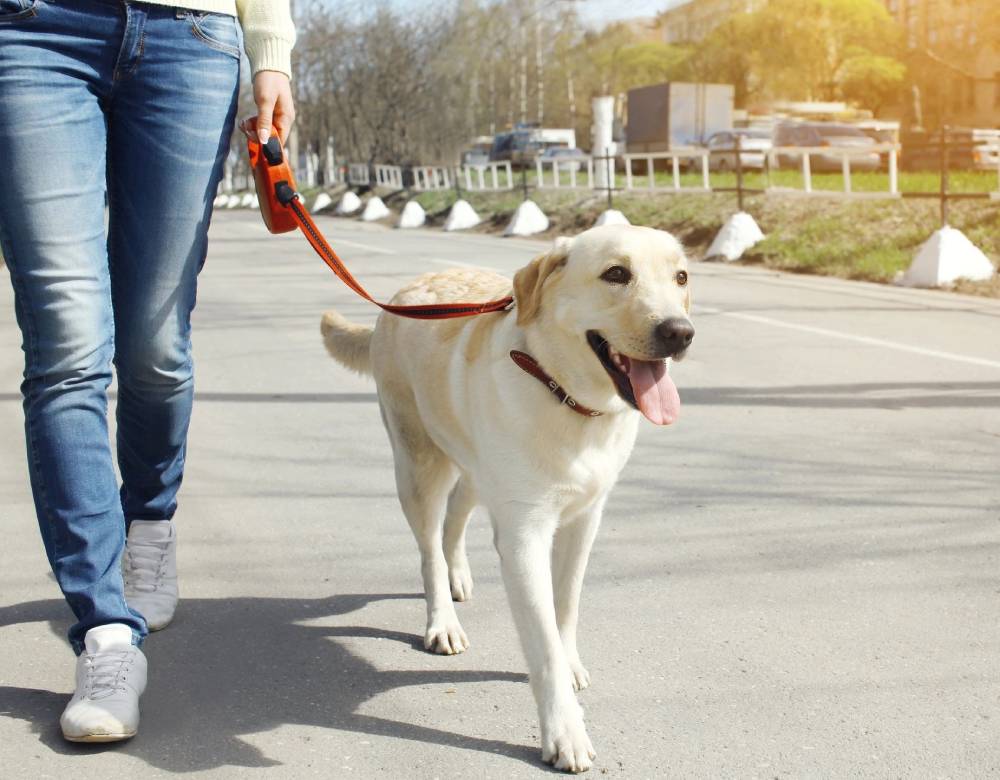 Close up owner and labrador retriever dog walking together in the city