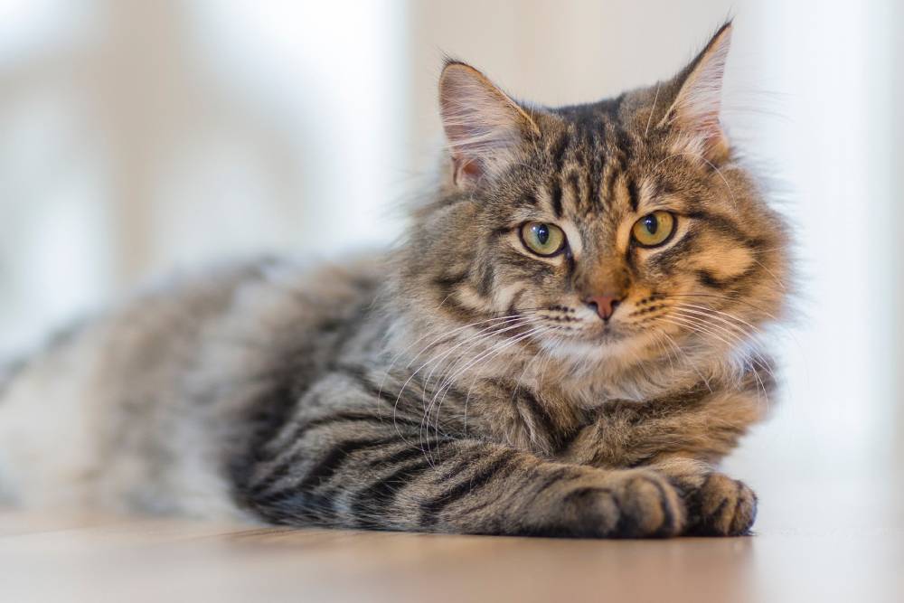 Beautiful cat sitting on the floor